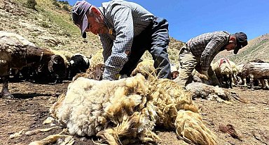 1 yılda büyüyen yünler, 3 dakika kırkılıyor
