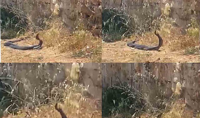 2 metrelik yılanların dansını kedi izledi