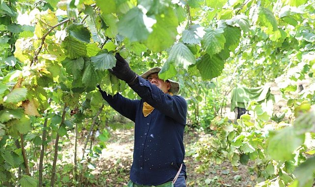 'Fındık Dalda, Aklın İşçide Kalmasın Projesi'ne 15 günde 944 başvuru