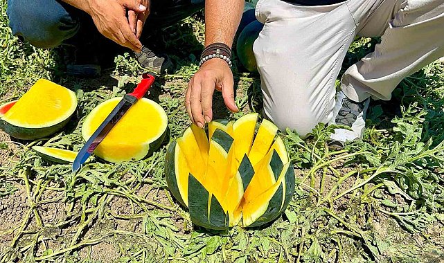 'Tropical Sunshine' üreticinin yüzünü güldürüyor