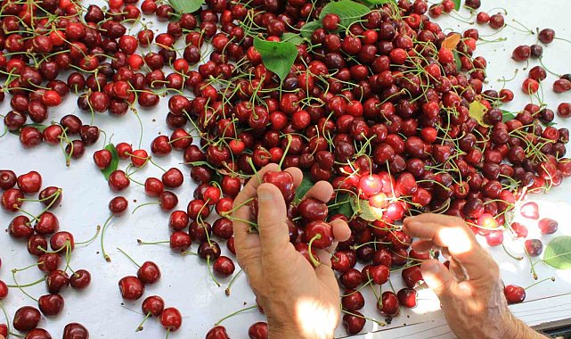 ABD ve Avrupa kirazda bu aromayı özellikle istiyor