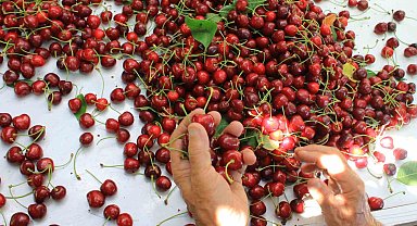 ABD ve Avrupa kirazda bu aromayı özellikle istiyor