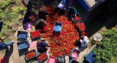 Adana'da kapya biber hasadı başladı: Verim ve fiyat çiftçiyi sevindiriyor