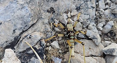 Adıyaman'da 15 santimetrelik çekirge şaşırttı