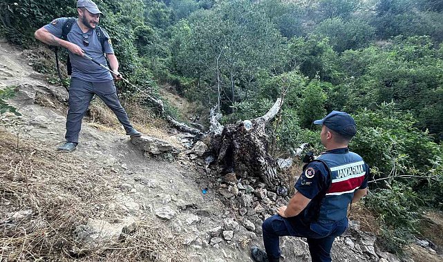 Ağaç yangını korkuttu