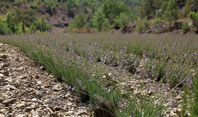 Alanya Belediyesi'nin lavanta bahçesinde ilk hasat yapıldı