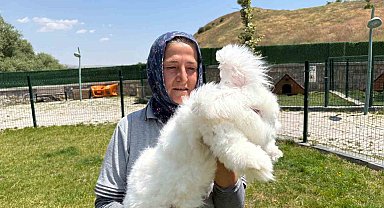 Ankara tavşanları yeniden hayat buldu: Hedef, üretim ve kadın istihdamı