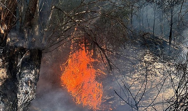 Ankara'da ağaçlık alanda çıkan yangın söndürüldü