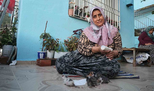 Anneleri telef olan yavru kedileri merhametiyle büyüten kadın, hayvanları biberonla besliyor
