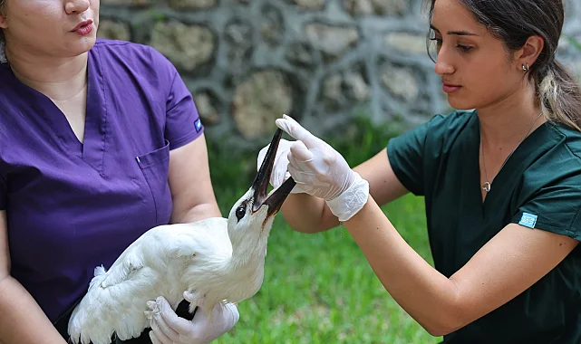 Antalya Doğal Yaşam Parkı yaralı yavru hayvanlara umut oluyor