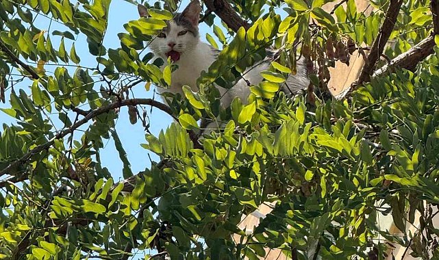 Antalya'da ağaçtan inemeyen kedi vinç yardımıyla kurtarıldı