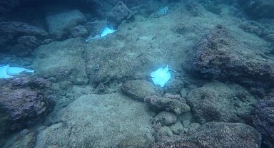 Antalya'da deniz dibinde çok sayıda ölü vatoz görüntülendi