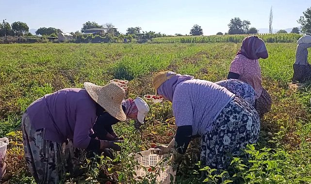 Aydın'da 12 bin 94 dekarda domates hasadı sürüyor