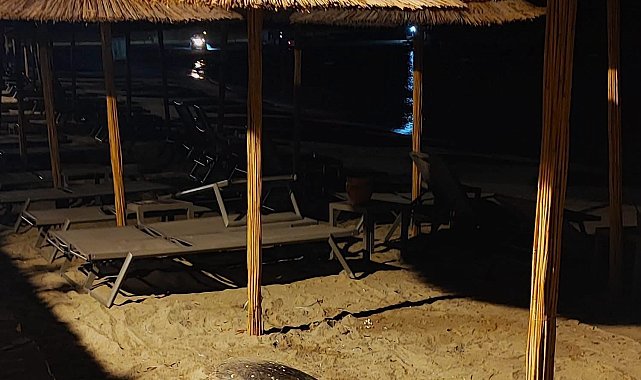 Aydın'ın Kuşadası ve Didim kıyılarında caretta hareketliliği