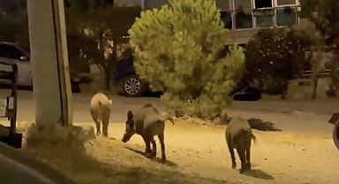 Ayvalık'ta yaban domuzları şehre iniyor