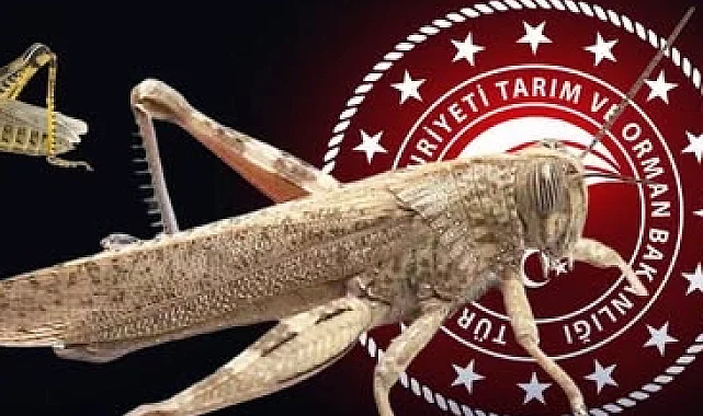 Bakanlıktan 'çekirge istilası' açıklaması... Ekonomik zarar oluşturan popülasyon yok