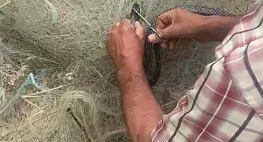 Balık ağında mahsur kılan yılanı elleriyle kurtardı