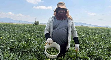 Bamyanın başkenti Osmaniye'de hasat başladı