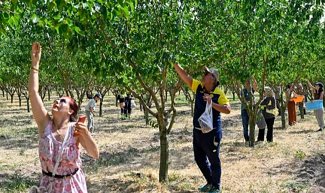 Başkentliler Ata Çiftliği'nde hasat yaptı