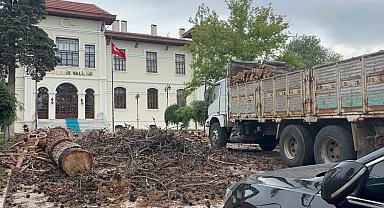 Bilecik Valiliği bahçesindeki dev çam ağaçları kesildi