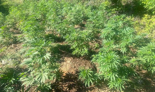 Bingöl'de 42 bin kök kenevir bitkisi ele geçirildi
