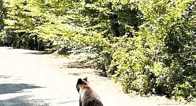 Bolu'da aracın önünde koşan ayı kameraya yansıdı