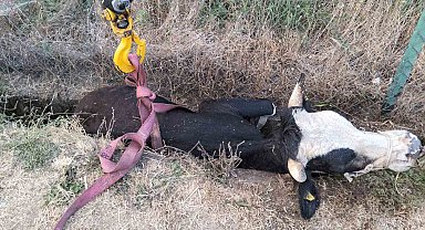 Bolu'da kanala düşen inek için itfaiye seferber oldu