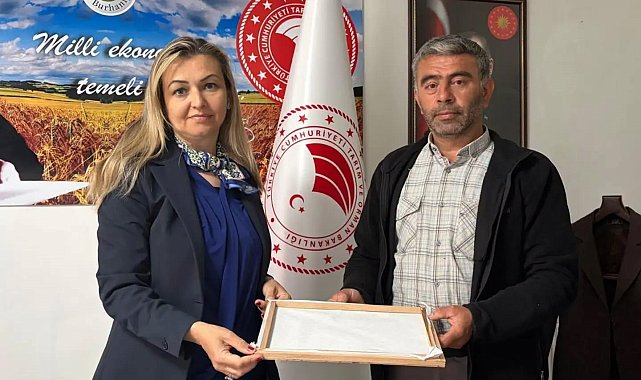Burhaniye'de ipek böcekçiliğinde ilk kozalar hasat edildi