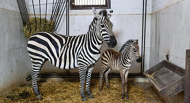 Bursa Hayvanat Bahçesi'nde zebra ailesi büyüyor