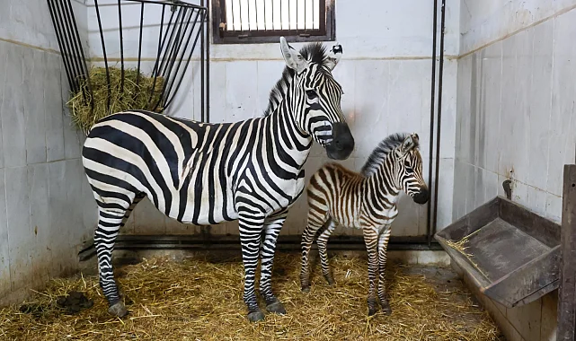 Bursa Hayvanat Bahçesi'nde zebra ailesi büyüyor