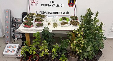 Bursa İnegöl'de kenevir ve yüklü miktarda esrar ele geçirildi