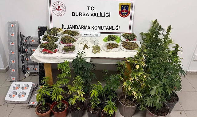 Bursa İnegöl'de kenevir ve yüklü miktarda esrar ele geçirildi