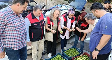 Bursa siyah inciri için ilek kontrolleri tamamlandı