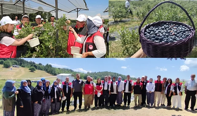 Bursa'da organik maviyemiş üretimi yaygınlaşıyor