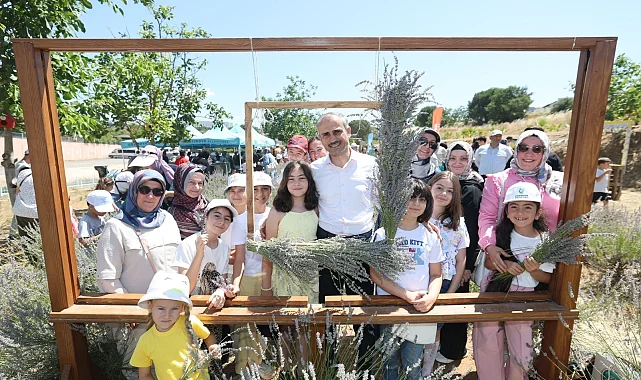 Çayırova'da lavanta hasadı