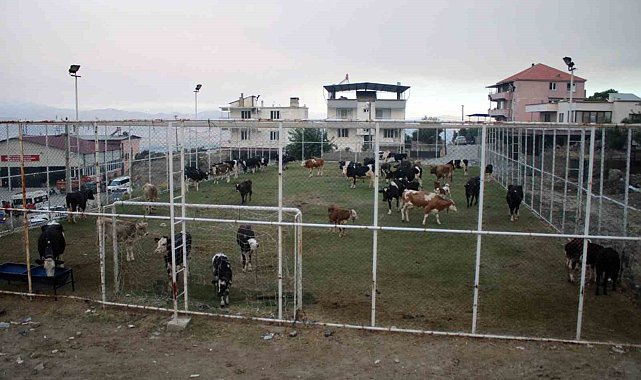 Çine'de alevlerin ulaştığı mahallede hayvanlar halı sahada korumaya alındı