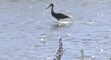 Çoruh Nehri'nde balık avlayan kara leylek kamerada