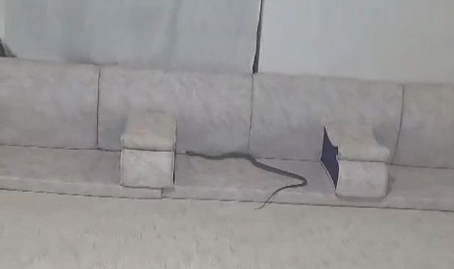 Derecik'te misafir bekleyen ailenin evine yılan girdi