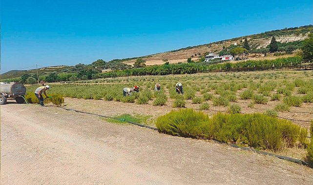 Didim Belediyesi fidanlığında üretim büyüyor