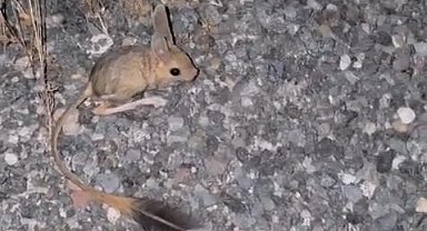 Elazığ'da Arap Tavşanı görüldü