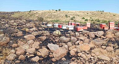 Elazığ'da arazi yangını: Arı kovanları zarar gördü
