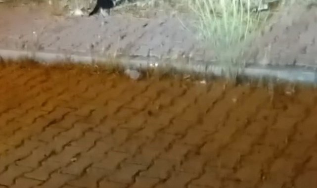 Elazığ'da kedi ile yılanın mücadelesi kamerada