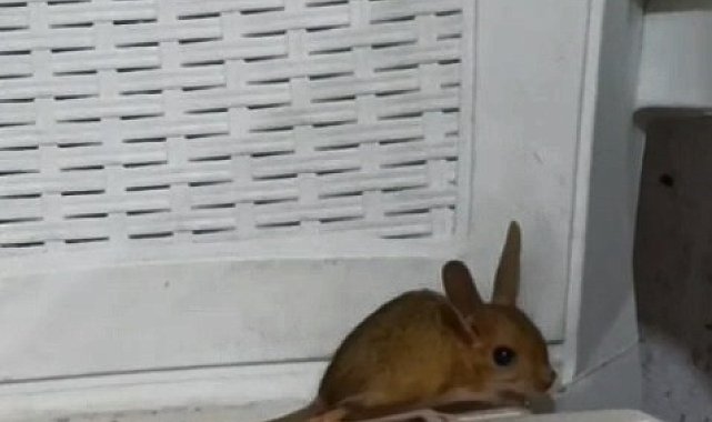 Elazığ'da nesli tehdit altında olan Arap Tavşanı görüldü