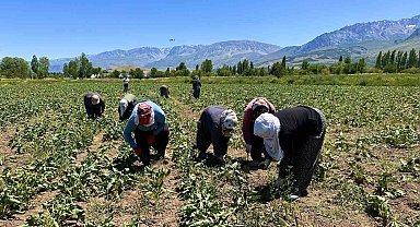 Erzincan'da kadın tarım işçileri kavurucu sıcakta pancar mesaisi yapıyor