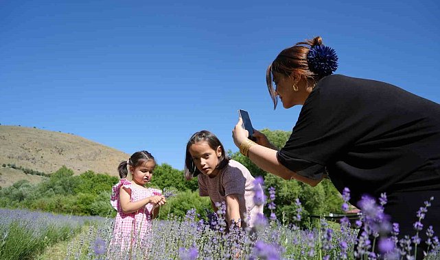 Erzincan'daki lavanta bahçesi ziyaretçilerin ilgi odağı oldu