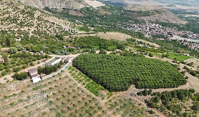 Erzincan'ın yüksek rakımlı kiraz bahçesinde hasat mesaisi