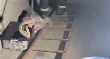 Evde görülen zehirli engerek itfaiye ekiplerince yakalandı