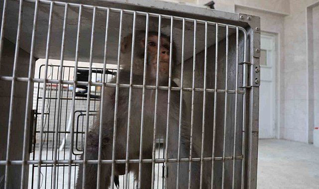 Firari maymun, ortalığı birbirine kattığı konteyner kentte kendisine ekmek vermek isteyen kadını yaraladı