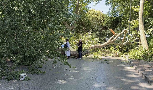 Florya'da asırlık çınar aracın üzerine devrildi, yol trafiğe kapandı