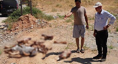 Gaziantep'te yol kenarına bırakılan at kafatası ve kemikleri hayrete düşürdü